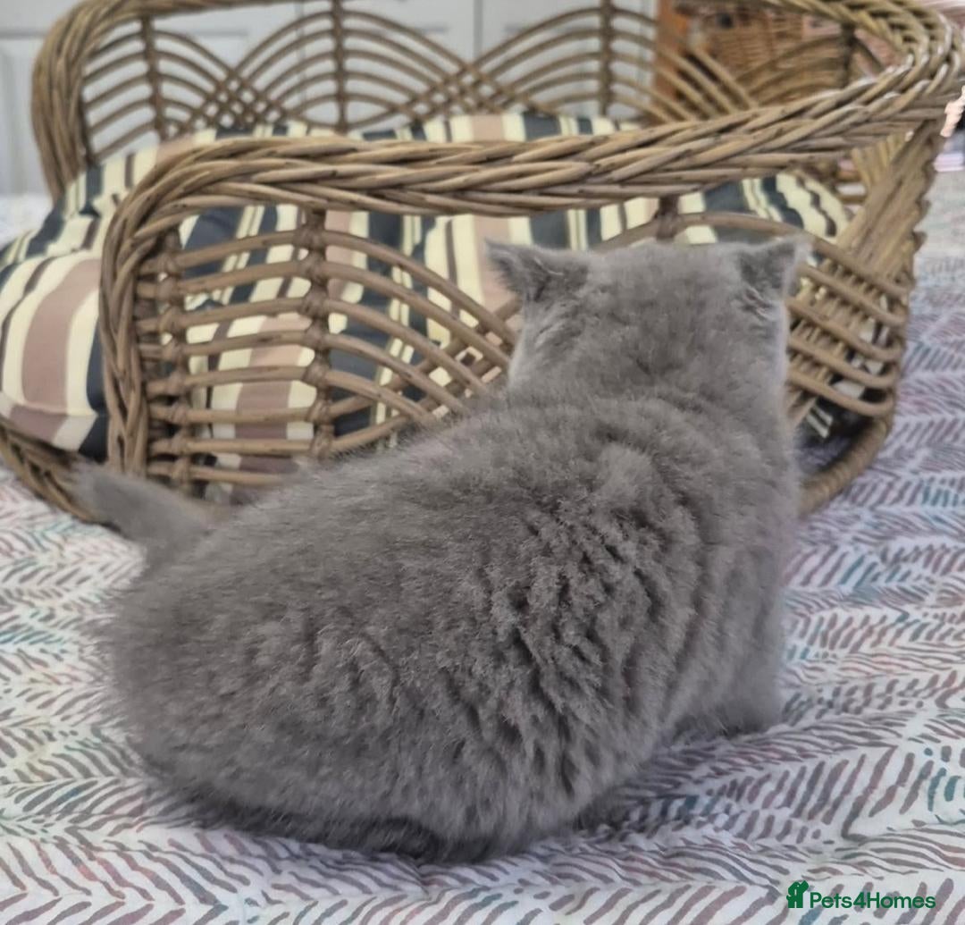 British Longhair cats for sale: Stunning World Champ British shorthair kittens - Advert 4