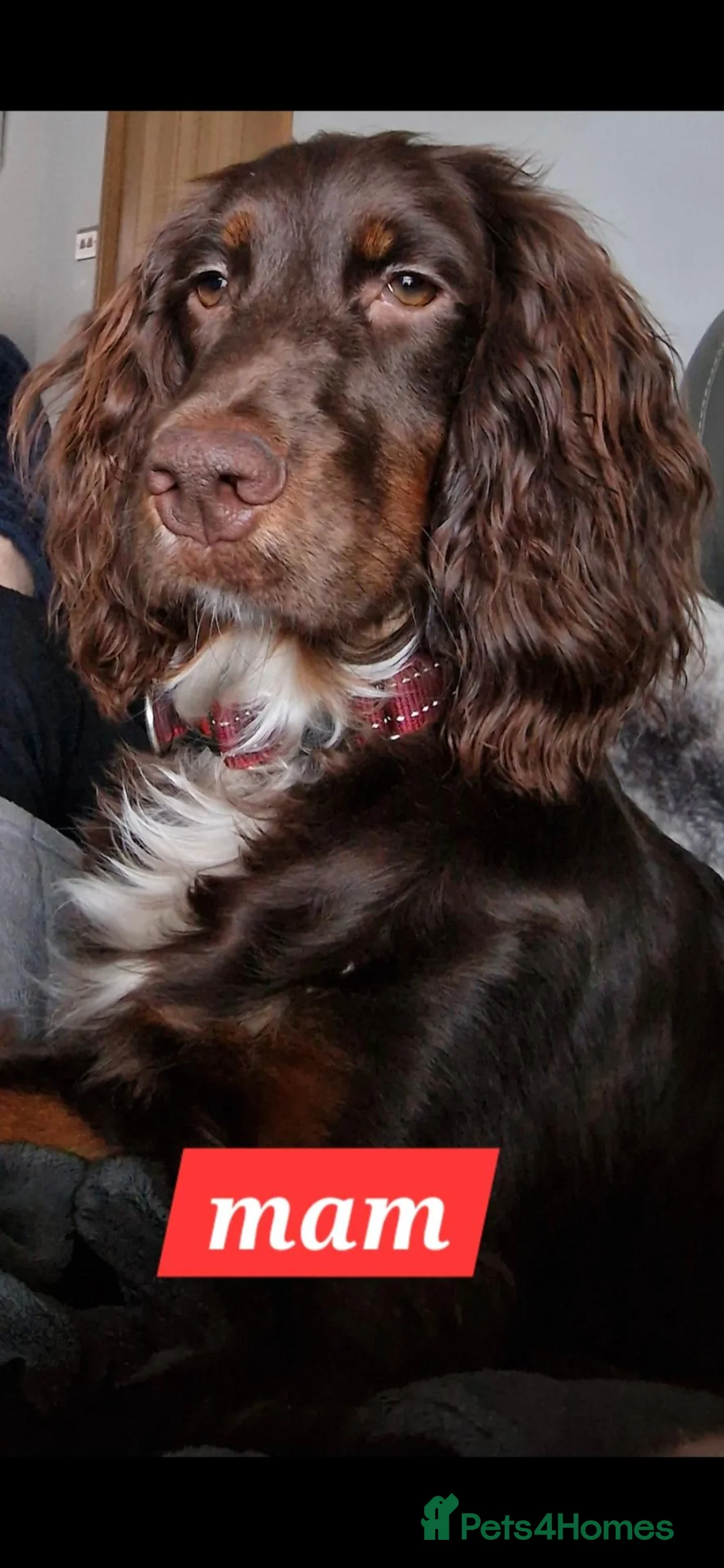 Cocker Spaniel dogs for sale: Kc registerd working cocker spaniels - Advert 2
