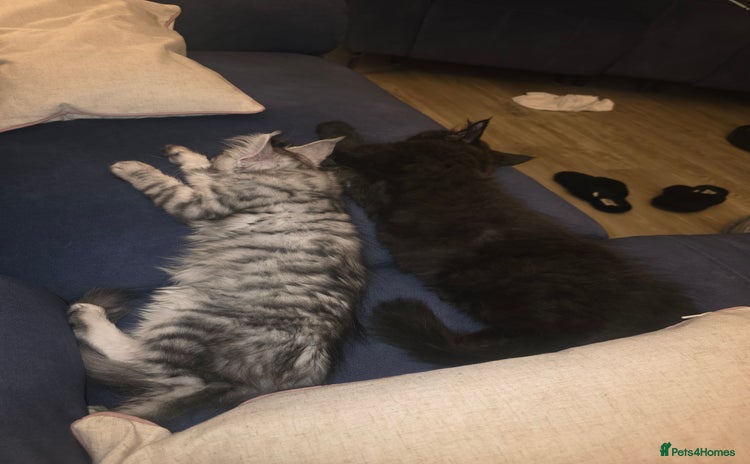 Maine Coon cats - Advert 16