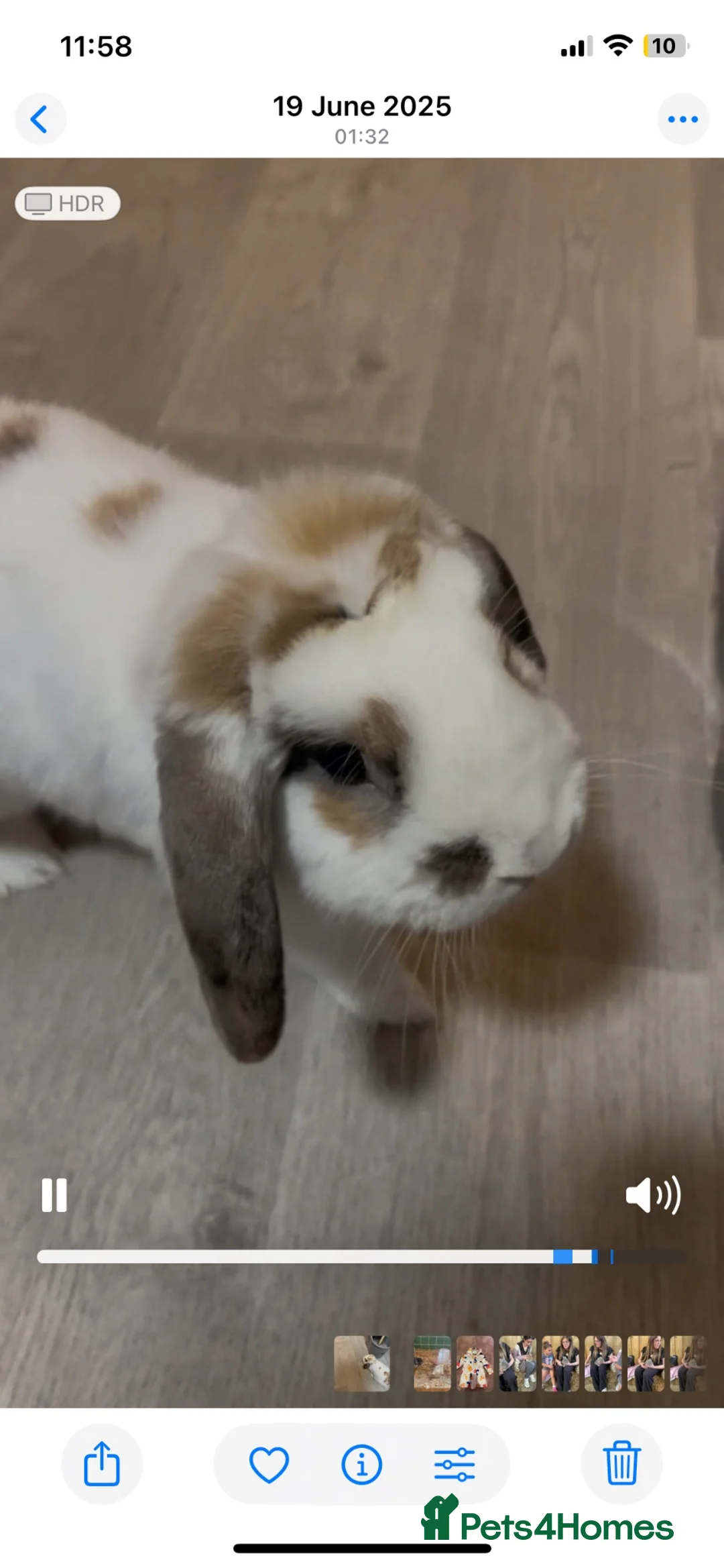 Mini Lop rabbits for sale: Beautiful male holland lop beed to be rehomed in Liverpool - Advert 1