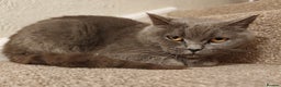 Mixed Breed cats for sale: British Shorthair X Kittens  - Advert 8