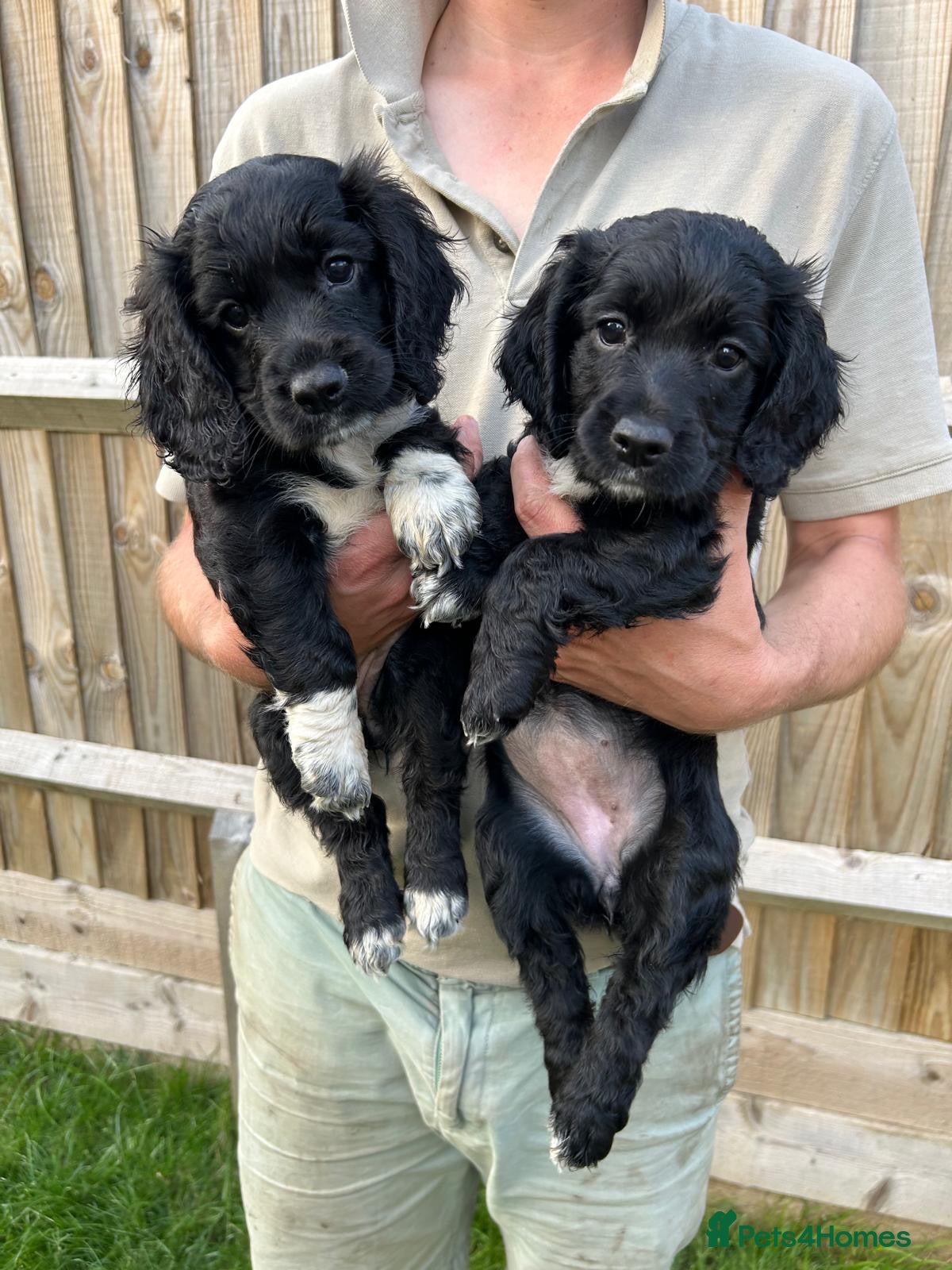 Cocker Spaniel dogs 2 cocker spaniel bitches for sale  - Advert 2