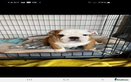 English Bulldog dogs for stud: Apollo 1 bulldog HUU clear stud boy in York - Image 3