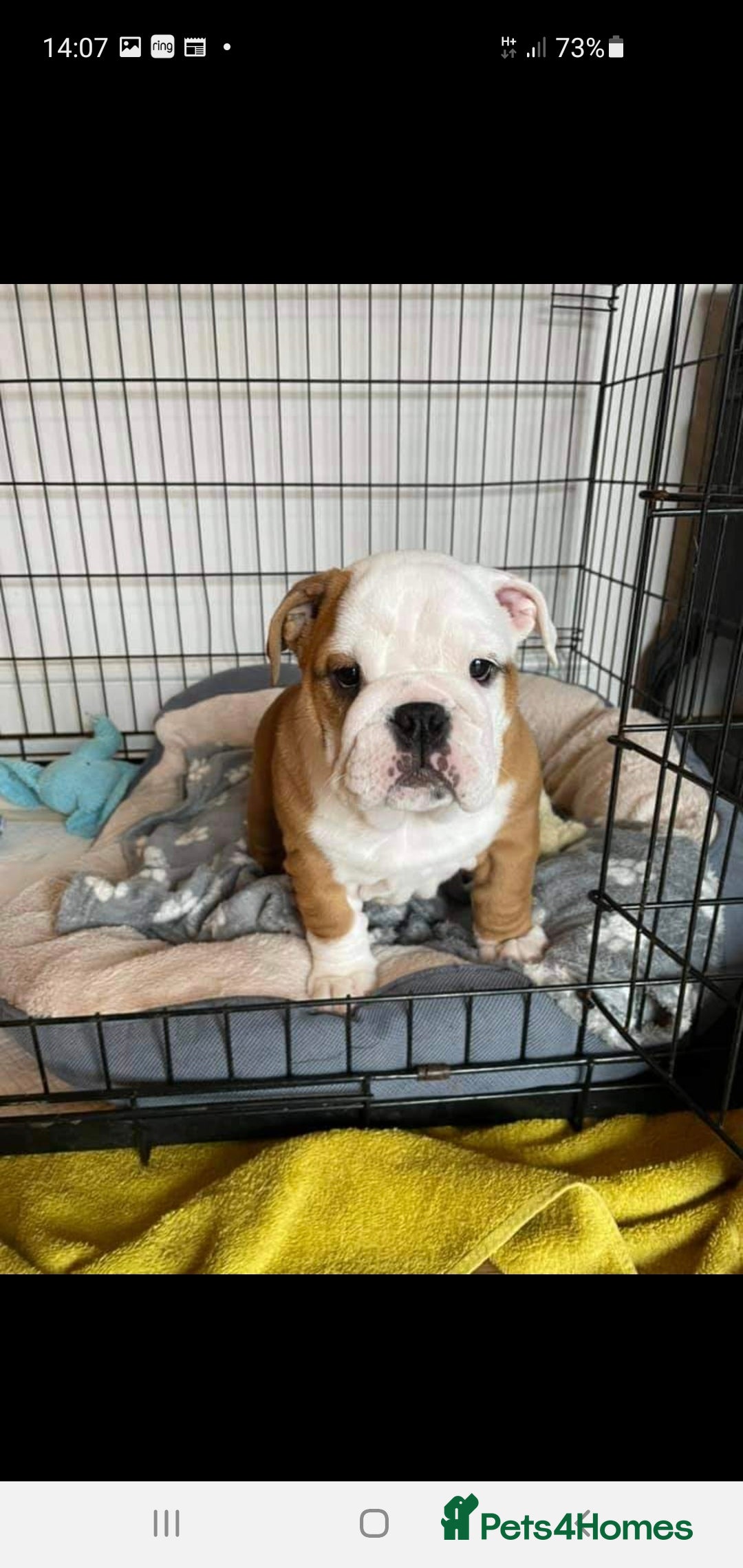 English Bulldog dogs for stud: Apollo 1 bulldog HUU clear stud boy in York - Image 3