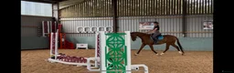 Irish Thoroughbred horses for sale: Fly 16.3hh Allrounder Gelding  in Shrewsbury - Advert 7