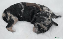 Cavapoo dogs for sale: Extensively health tested F1b curly Cavapoos  - Image 3