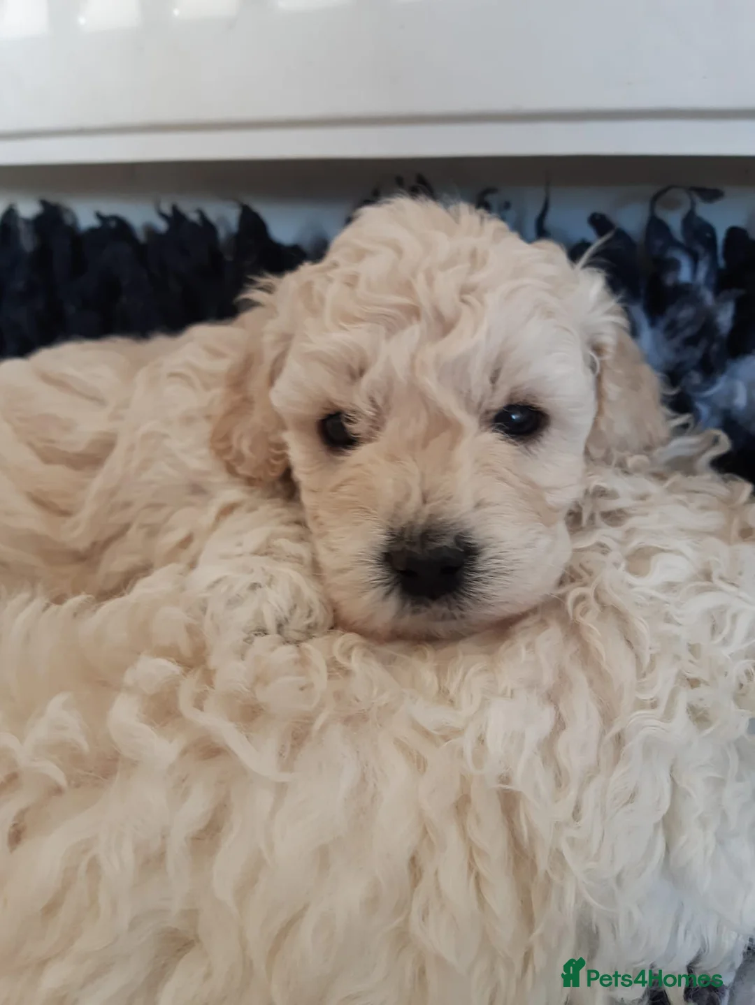 Miniature Poodle dogs for stud: Archie well Proven stud miniature poodle  in Chard - Advert 16