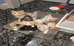Scottish Fold cats for sale: Scottish Straight purebred kittens  - Image 1