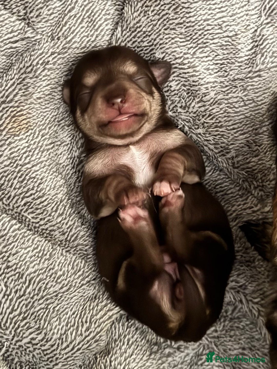 Chihuahua dogs for sale: 2 Female chihuahua puppies  - Advert 5