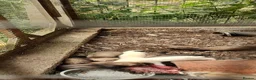 Ferret rodents for sale: 8 week old Ferrets for Sale in Scunthorpe - Advert 3