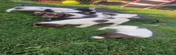English Springer Spaniel dogs for sale: Working springer spaniels - Advert 6