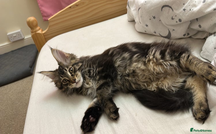 Maine Coon cats for sale - Advert 2