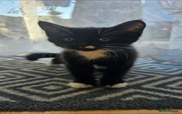 Mixed Breed cats for sale: Male kitten - Image 2