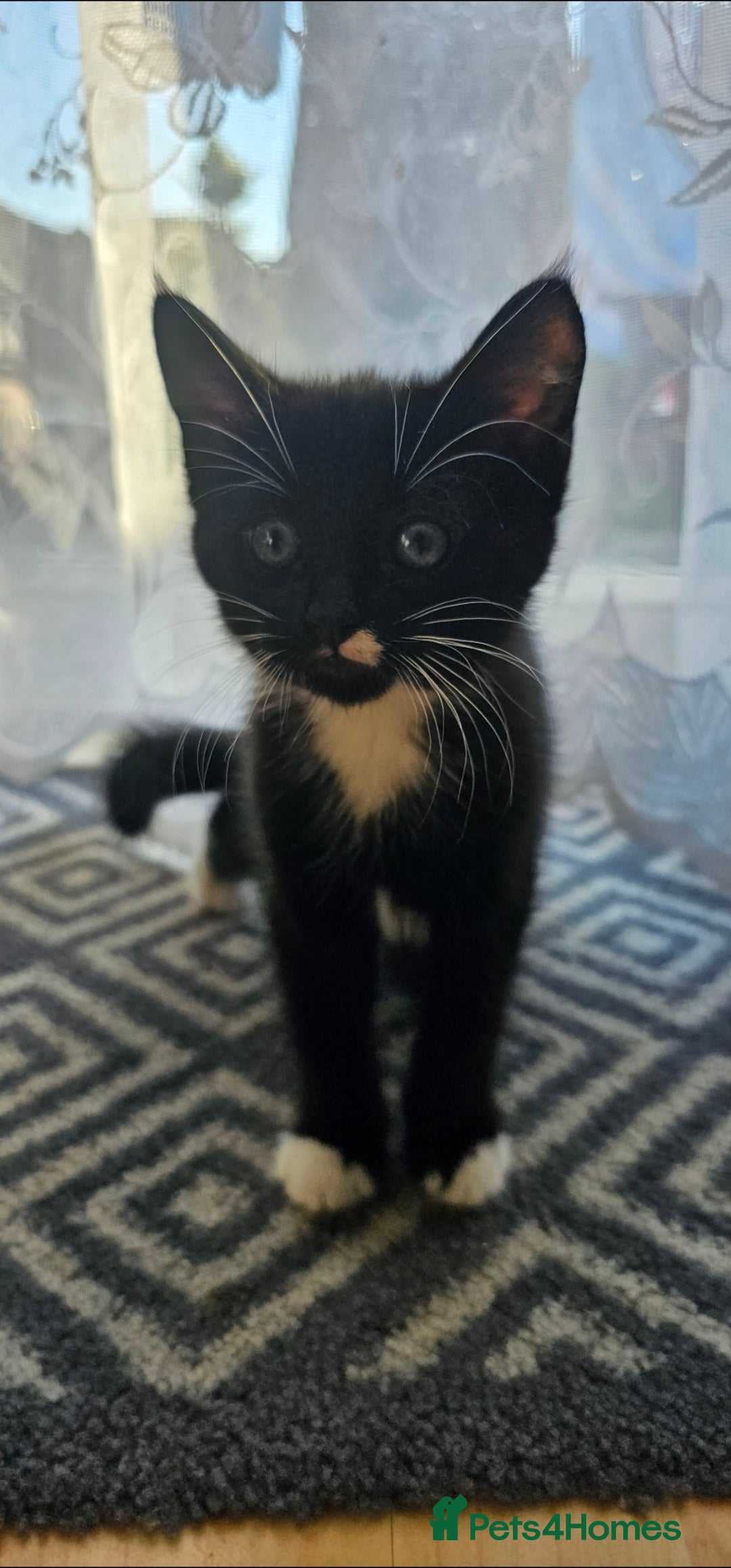 Mixed Breed cats for sale: Male kitten - Image 2