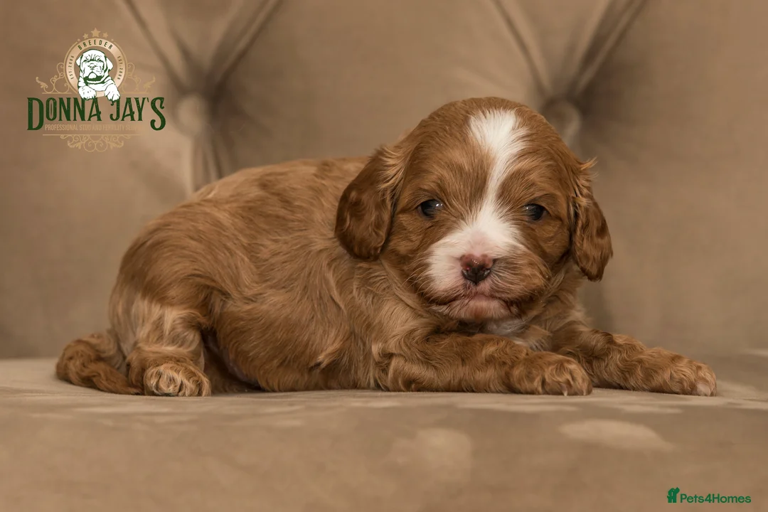 Cavapoo dogs for sale: Donna jays celebrity k9s 🌟🌟🌟🌟🌟  - Advert 9