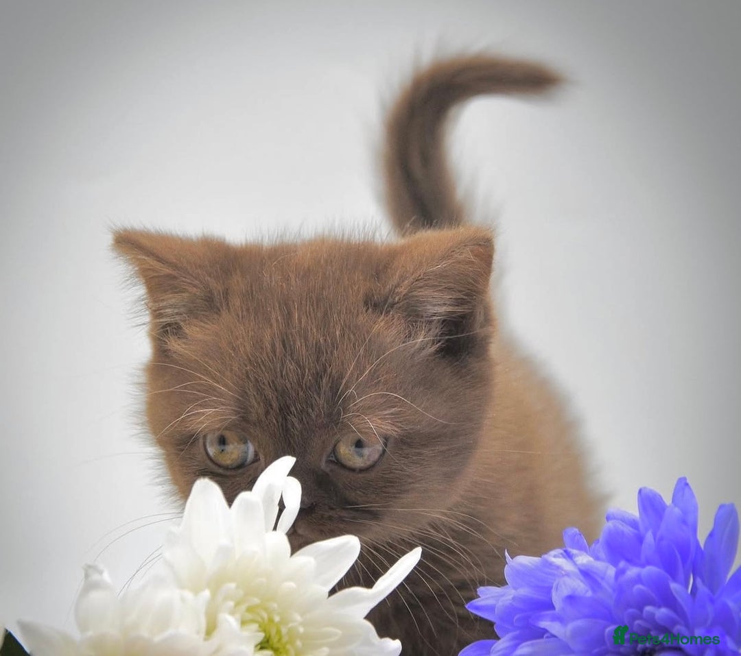 British Shorthair cats for sale: Cinnamon female British shorthair kitten - Image 6
