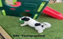 Sheepadoodle dogs for sale: Gorgeous Sheepadoodle litter - Advert 6