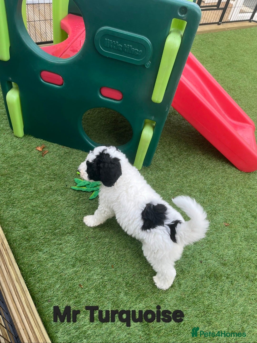 Sheepadoodle dogs for sale: Gorgeous Sheepadoodle litter - Advert 6