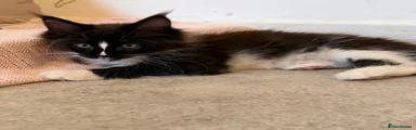 Maine Coon 4