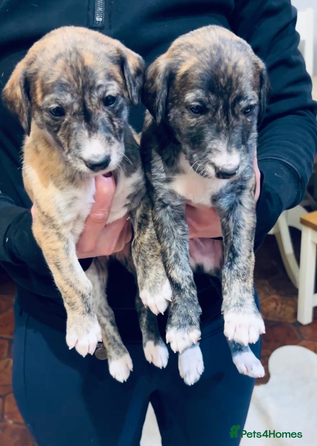Lurcher dogs for sale: Cracking Lurcher Puppies - Advert 1