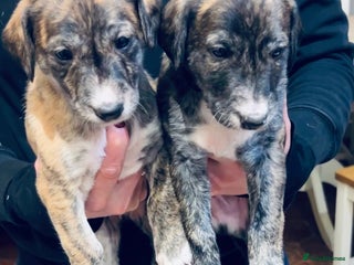 Lurcher dogs Cracking Lurcher Puppies - Advert 6