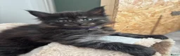 Maine Coon cats for sale: 🖤Stunning Black Smoke Maine Coon Girls - Advert 11