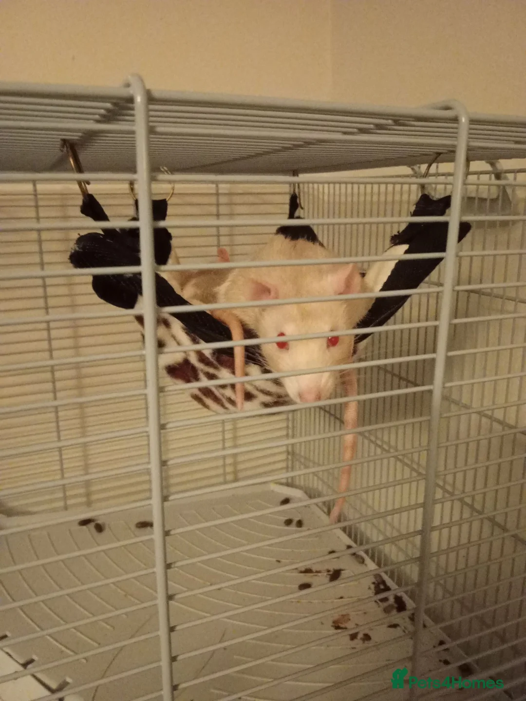 Rat rodents for sale: X2 rats to be rehomed in Rochdale - Advert 2