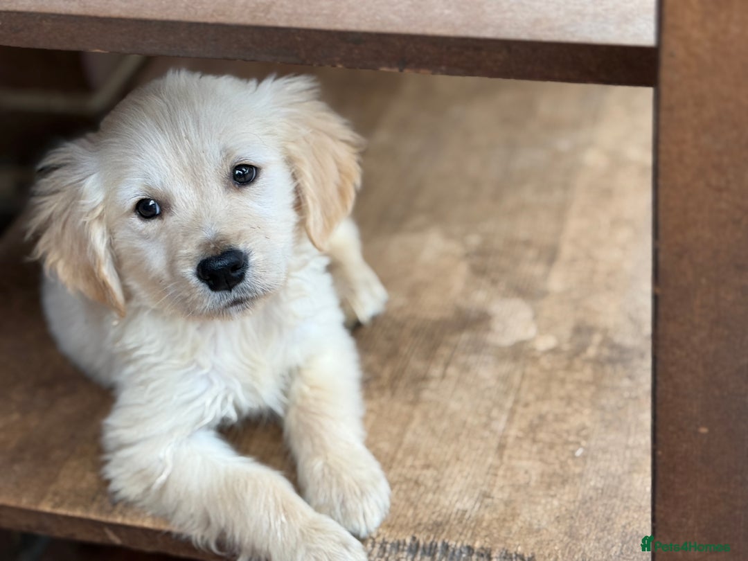 Golden Retriever dogs for sale: GOLDEN RETRIEVER PUPPIES BRED FOR TEMPERAMENT - Advert 7