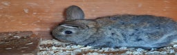 Mixed Breed rabbits for sale: Baby rabbits  - Advert 3