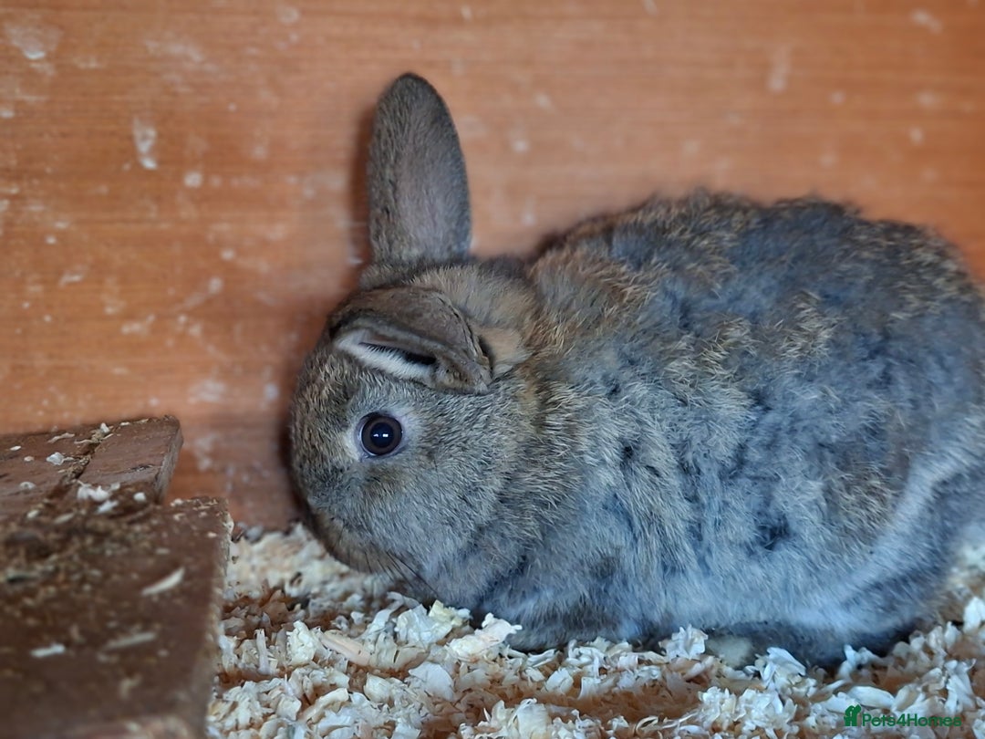 Mixed Breed rabbits for sale: Baby rabbits  - Advert 3