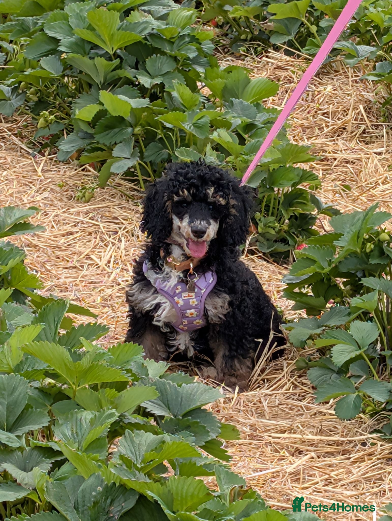 Cockapoo dogs Beautiful girl F3b  - Advert 1