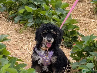 Cockapoo dogs Beautiful girl F3b - Advert 1