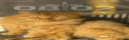 Turkish Angora cats for sale: Last fluffy angora girl - Advert 11