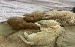 Mixed Breed dogs for sale: Cockapoochon Puppies.  - Image 23