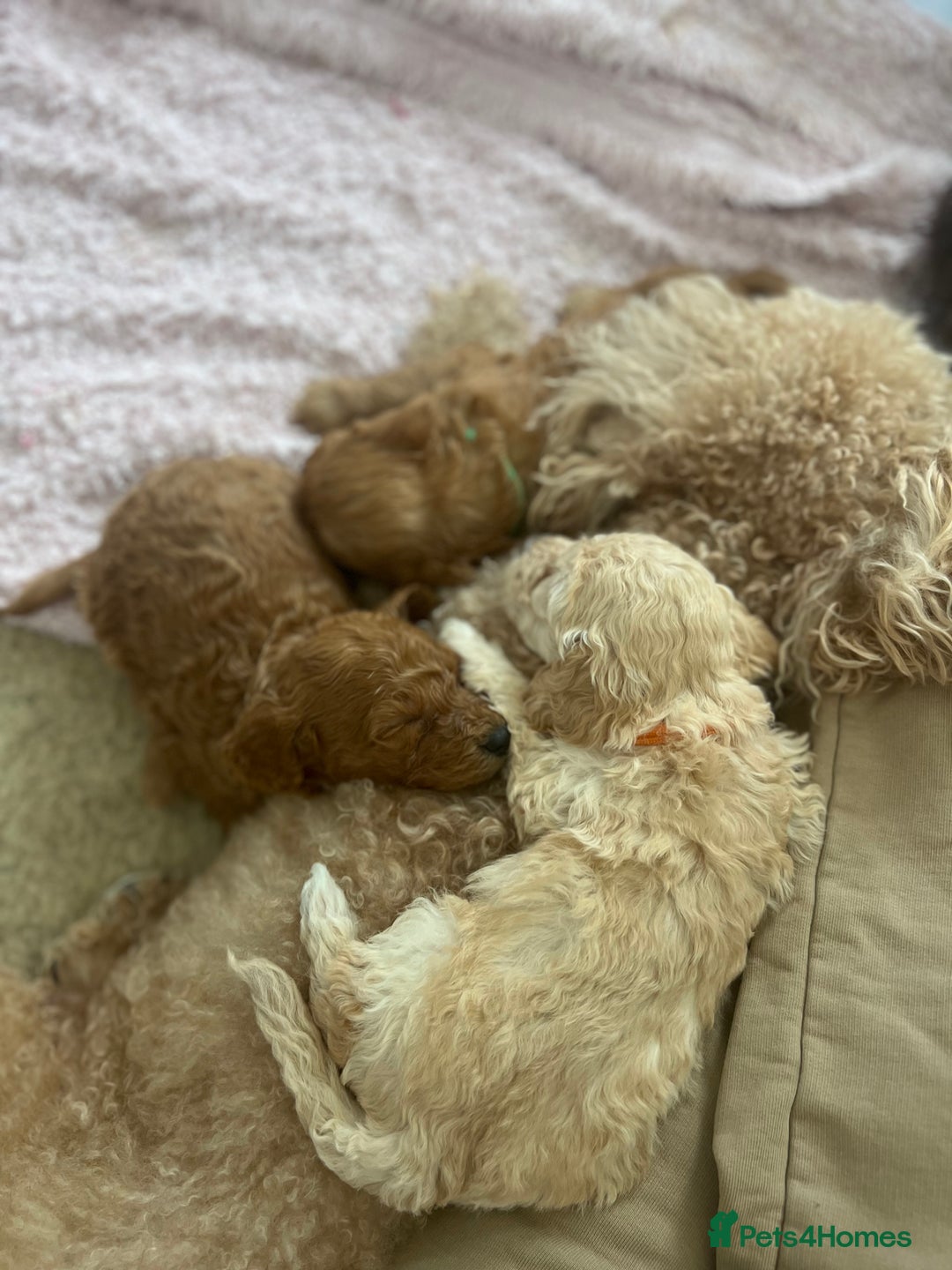 Mixed Breed dogs for sale: Cockapoochon Puppies.  - Image 23
