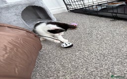 Domestic Shorthair cats for sale: Last little black & white girl for sale - Image 2