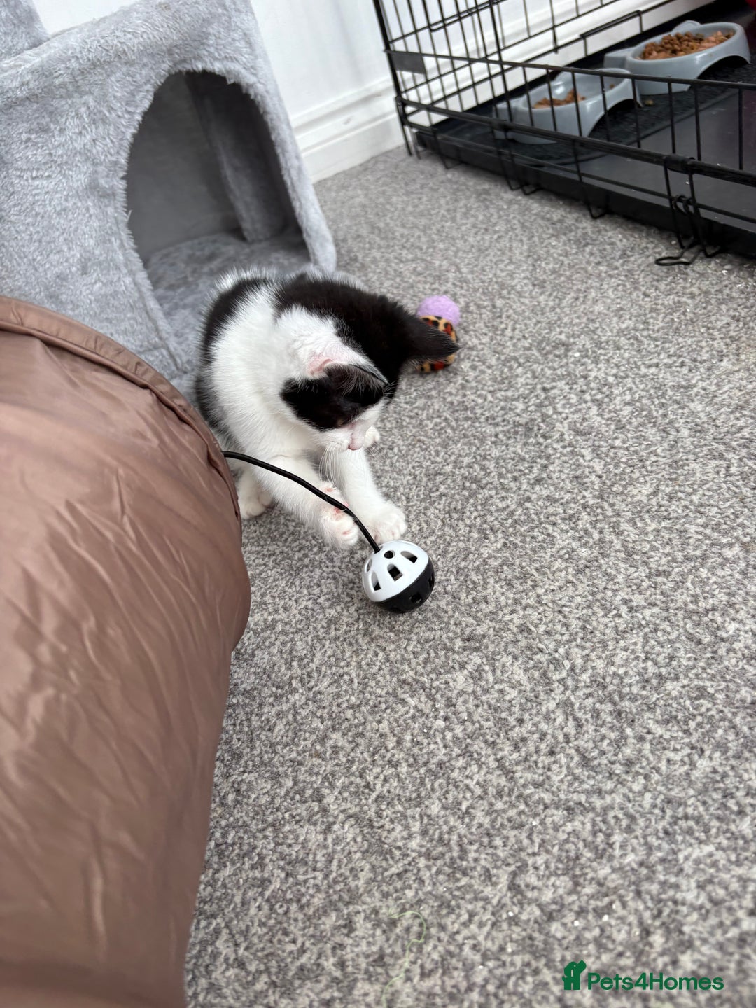 Domestic Shorthair cats for sale: Last little black & white girl for sale - Image 2