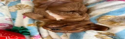 Cavalier King Charles Spaniel dogs for sale: King Charles cavalier puppies ruby - Advert 4