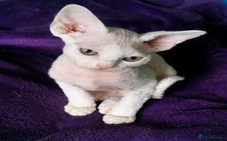 Devon Rex cats for sale: Devon Rex kittens GCCF registered  - Image 11