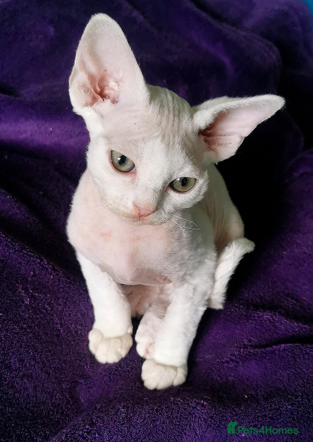 Devon Rex cats for sale: Devon Rex kittens GCCF registered  - Image 11