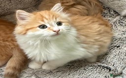 Mixed Breed cats for sale: SUPER FLUFFY KITTENS READY NOW - Advert 3