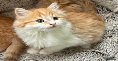 Mixed Breed cats SUPER FLUFFY KITTENS READY NOW - Advert 5