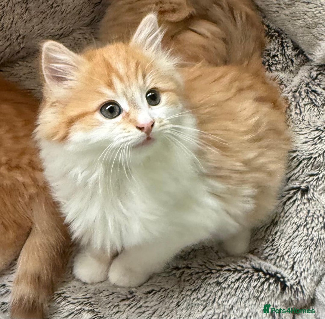 Mixed Breed cats for sale: SUPER FLUFFY KITTENS READY NOW - Advert 3