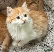 Mixed Breed cats SUPER FLUFFY KITTENS READY NOW - Advert 5