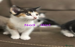 Domestic Shorthair cats for sale: Kittens for sale - Image 5