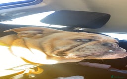 English Bulldog dogs for sale: Female British bulldog  - Image 1