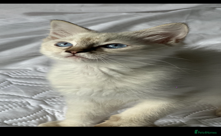 Ragdoll cats - Advert 6