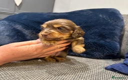 Dachshund dogs for sale: Longhaired miniature daschunds for sale - Image 10
