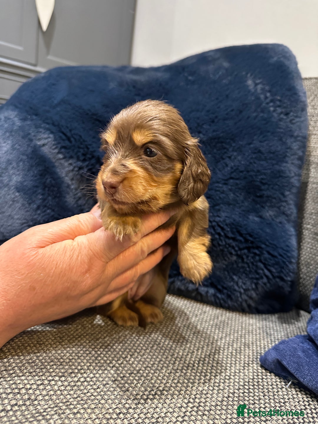 Dachshund dogs for sale: Longhaired miniature daschunds for sale - Image 10