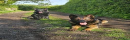 German Shepherd dogs for sale: Kc reg working line German shepherd pups in Barnsley - Advert 19